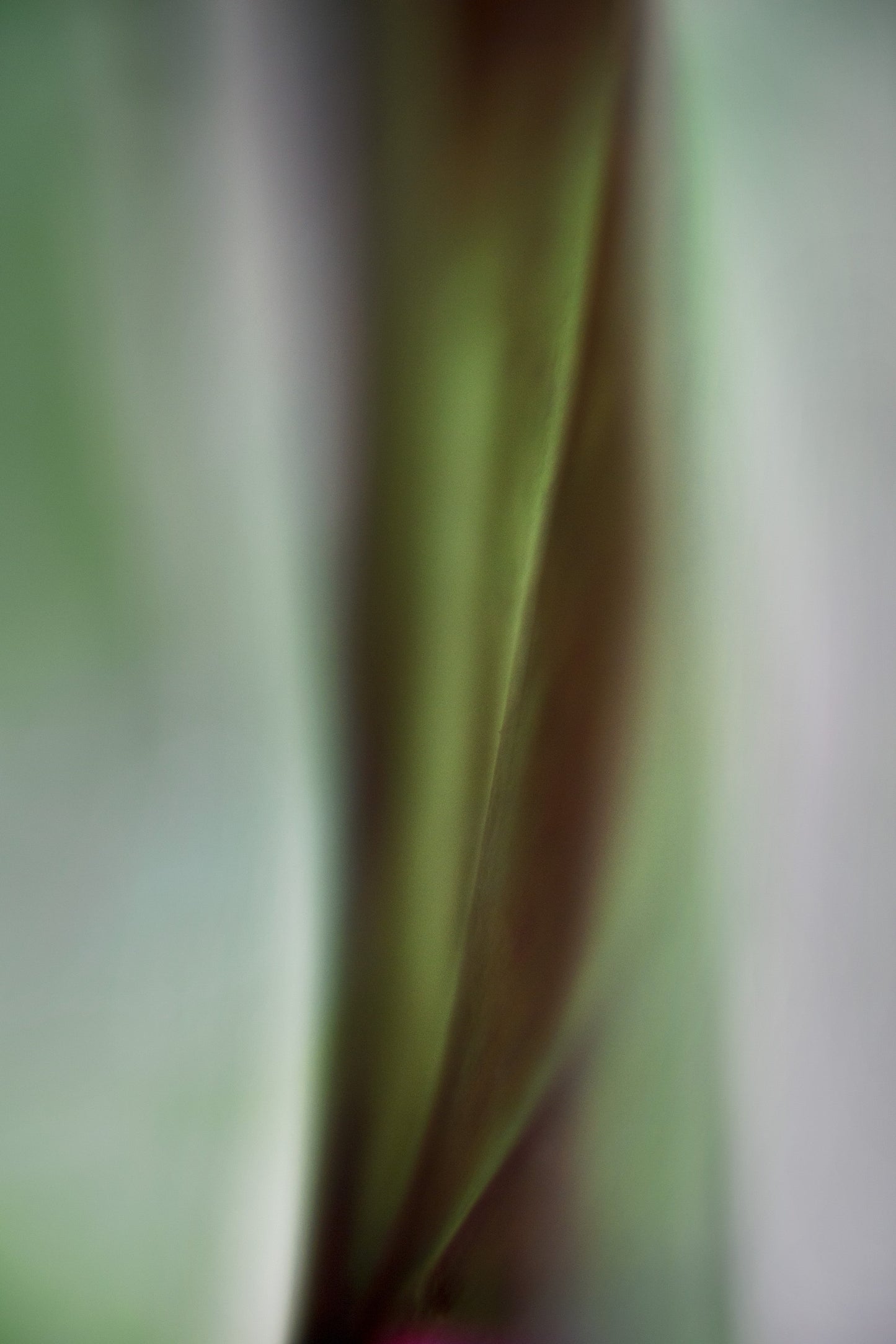 Mark Hanauer Botanical Photograph -Framed 1/10 Signed