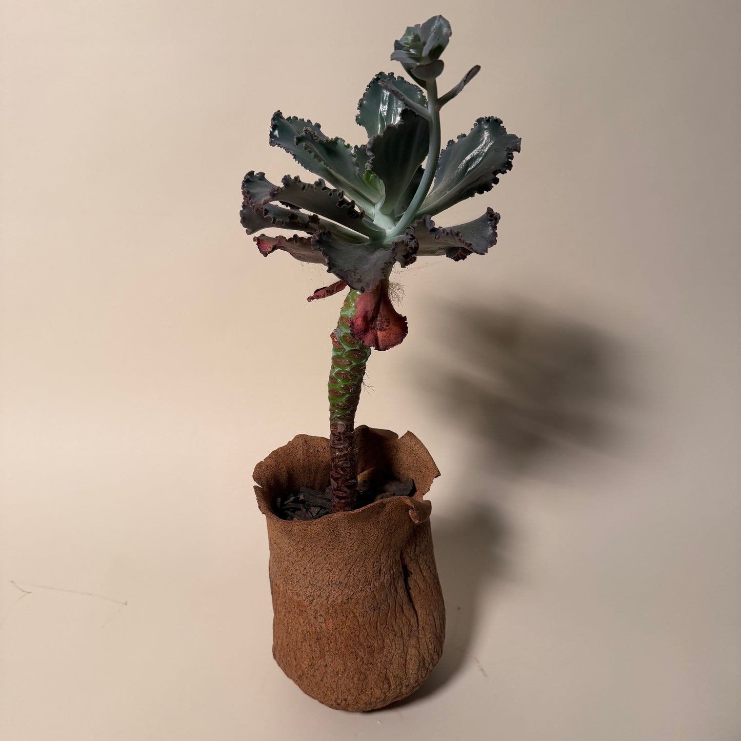 Echeveria Etna Cactus in Hand Crafted Ceramic Vessel