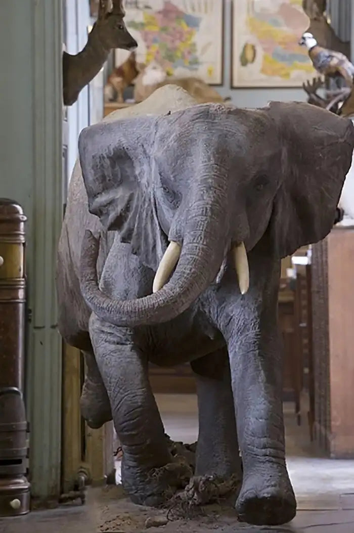 William Curtis Rolf, Deyrolle Charging Baby Elephant