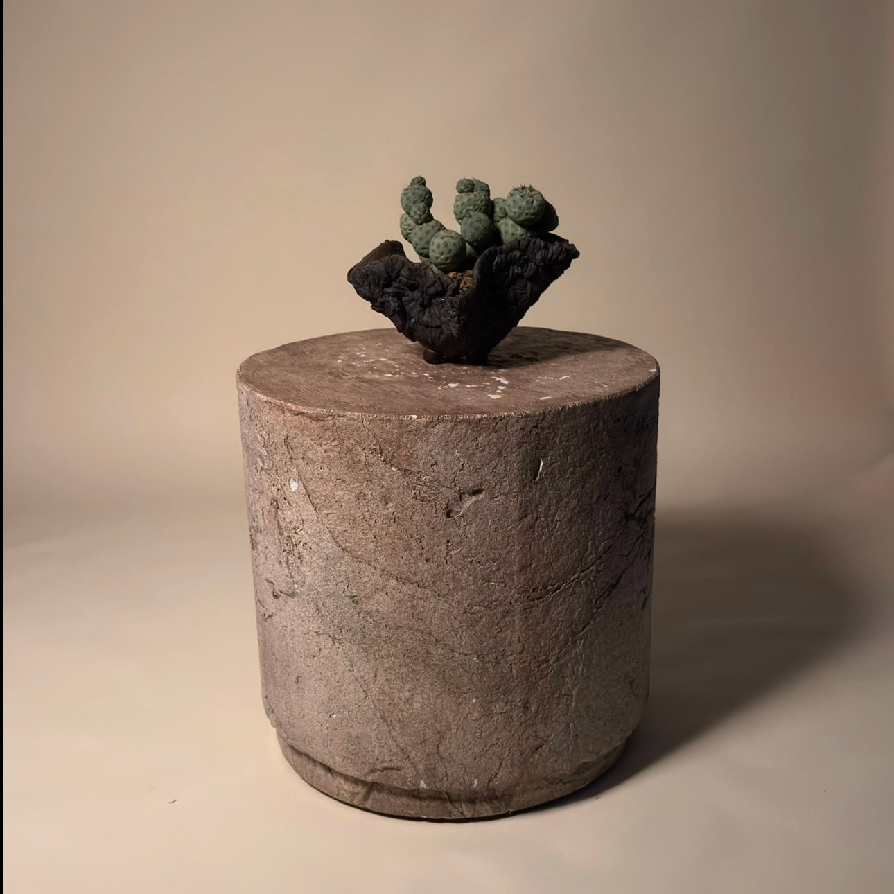 Tephrocactus Geometricus Cactus in Hand Crafted Ceramic Vessel