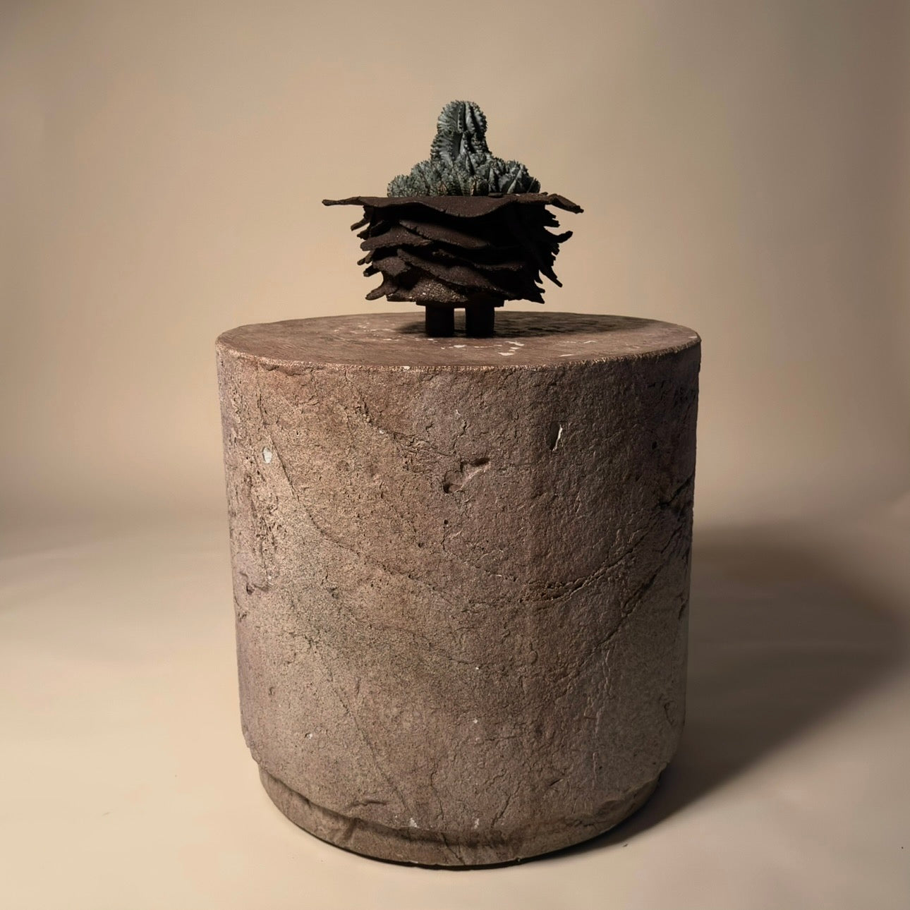 Euphorbia Horrida Cactus in Hand Crafted Ceramic Vessel