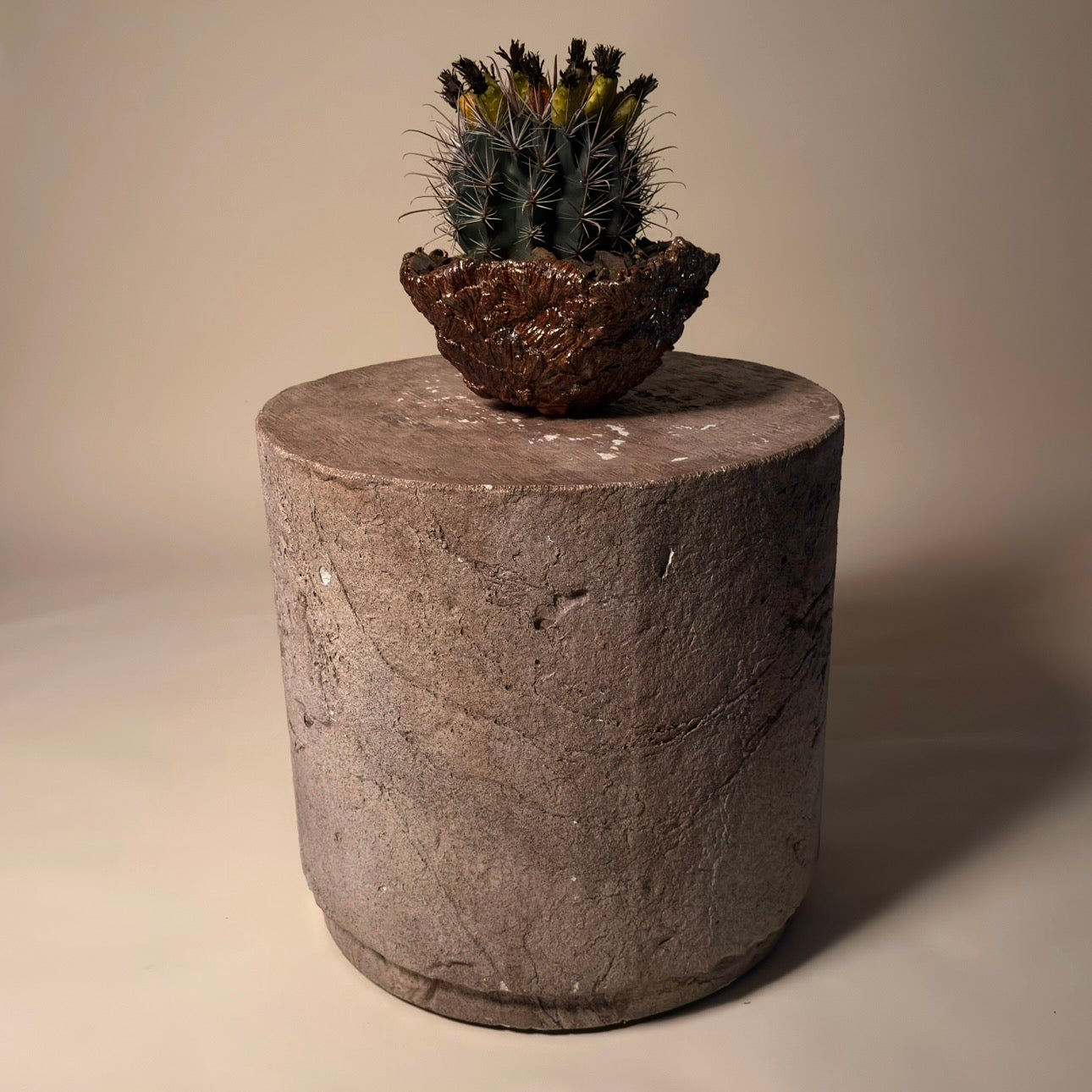 Ferocactus Gracilis v Coloratus in Hand Crafted Ceramic Vessel