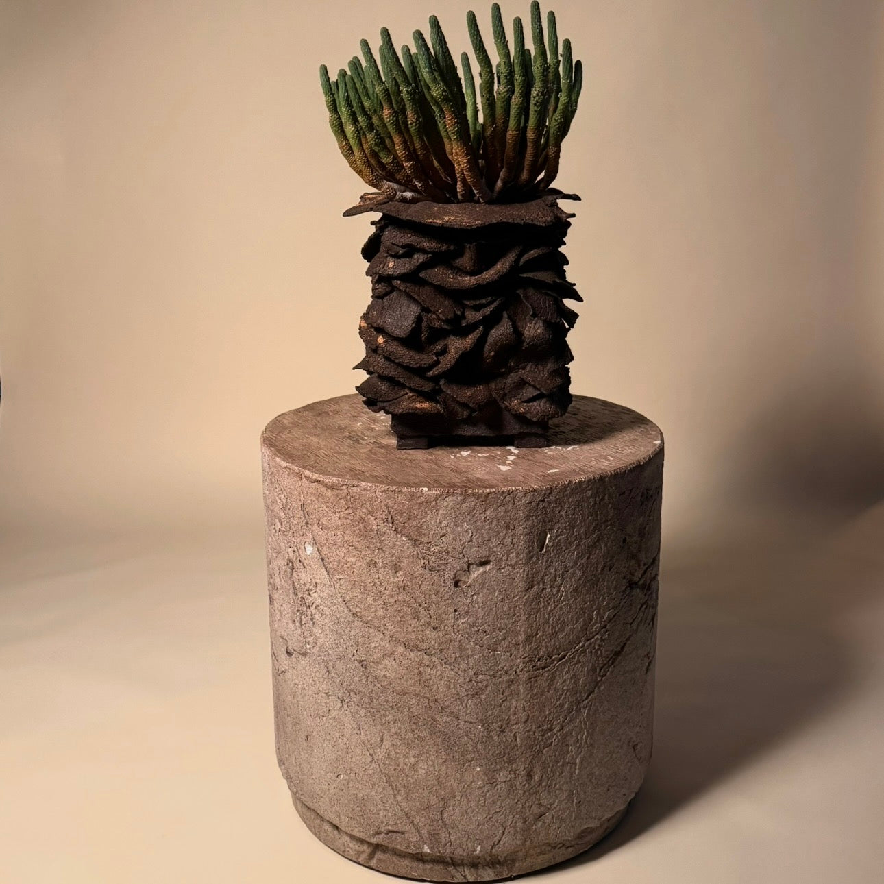 Euphorbia Esculenta Cactus in Hand Crafted Vessel