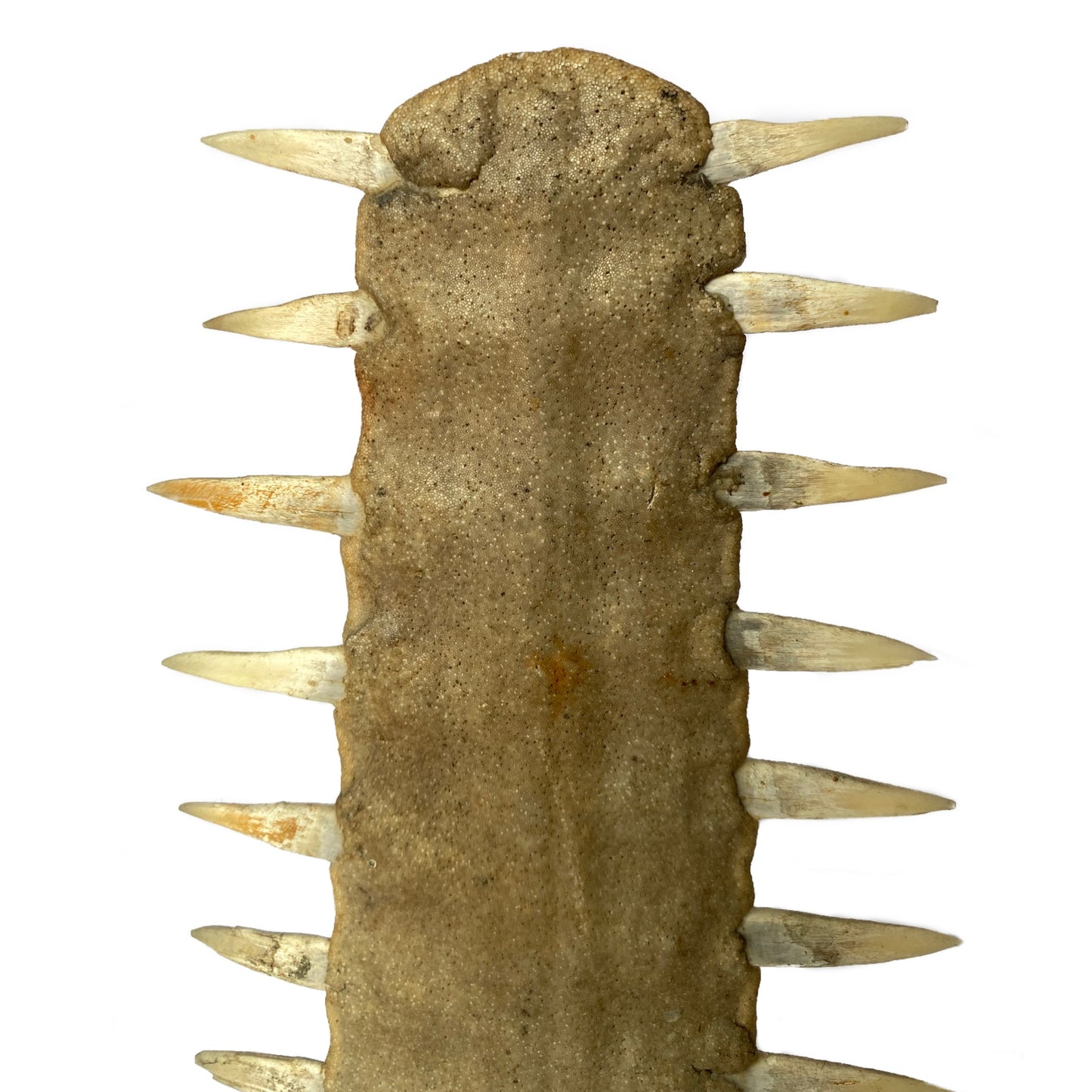 Pair of Sawfish on Metal & Lucite Base