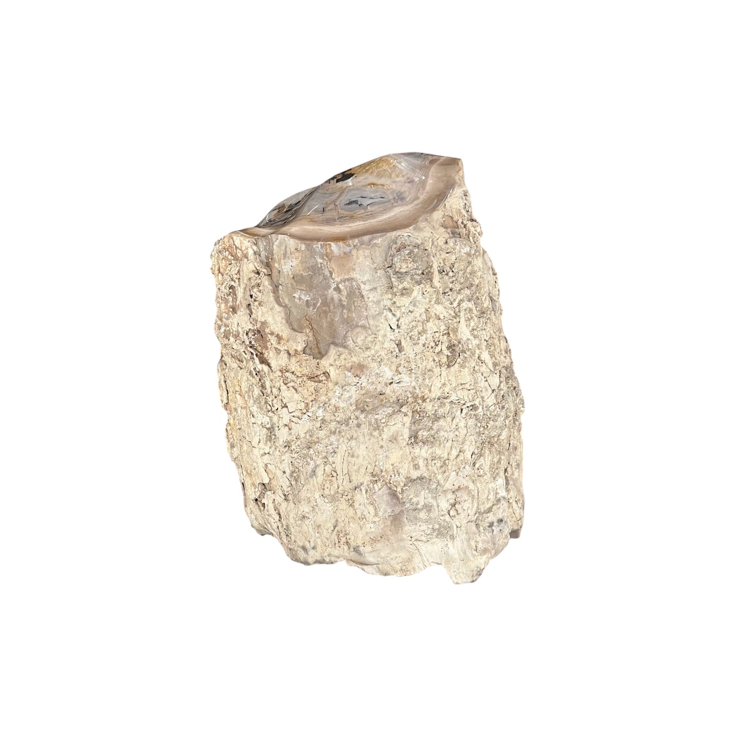 Petrified Sycamore Wood Stump