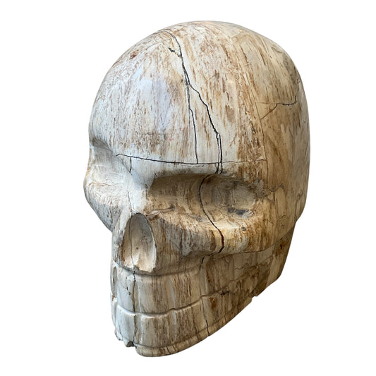 Large Petrified Wood Carved Skull Sculpture