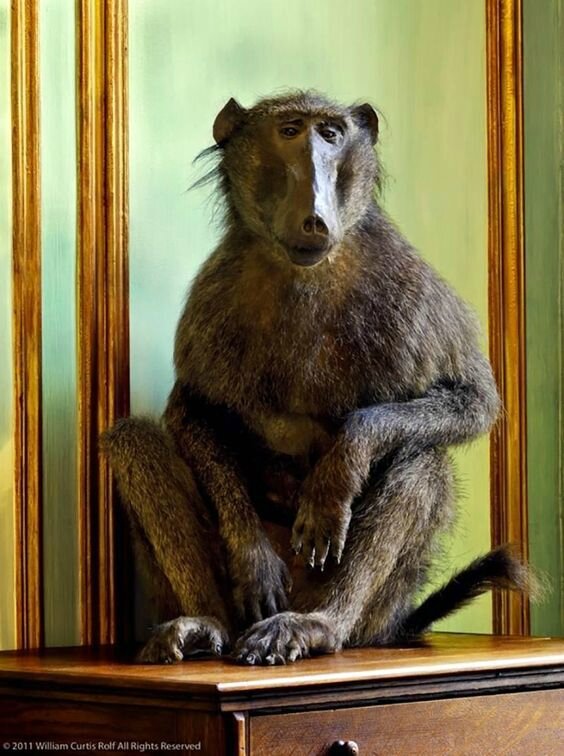 William Curtis Rolf, Deyrolle Monkey Relaxing On his Chest Of Drawers