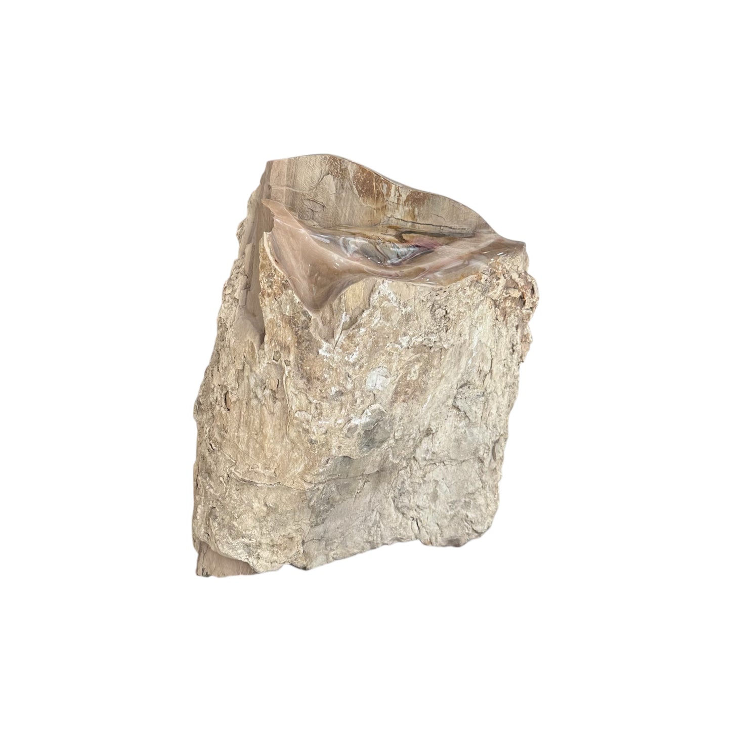Petrified Sycamore Wood Stump