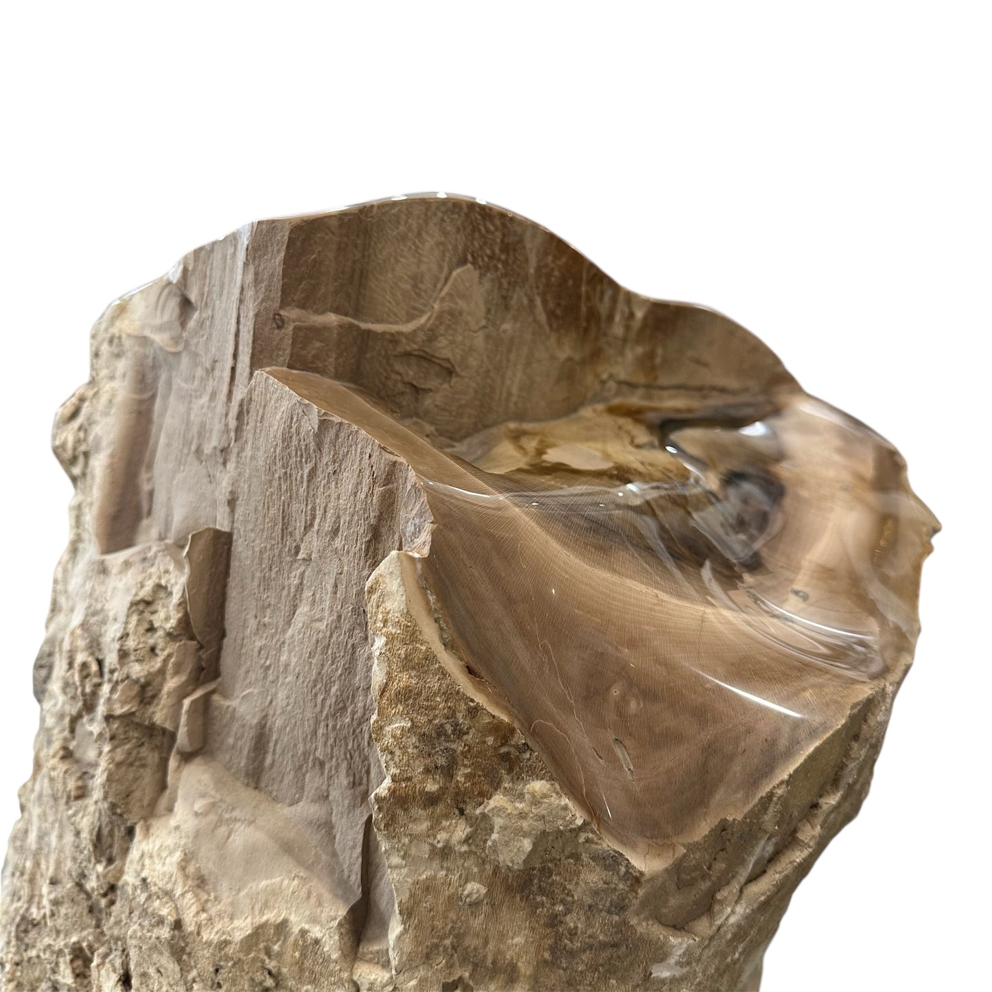 Petrified Sycamore Wood Stump