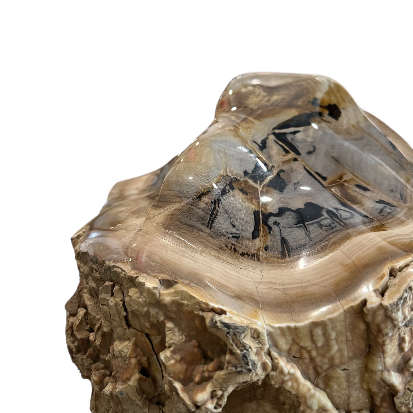Petrified Sycamore Wood Stump