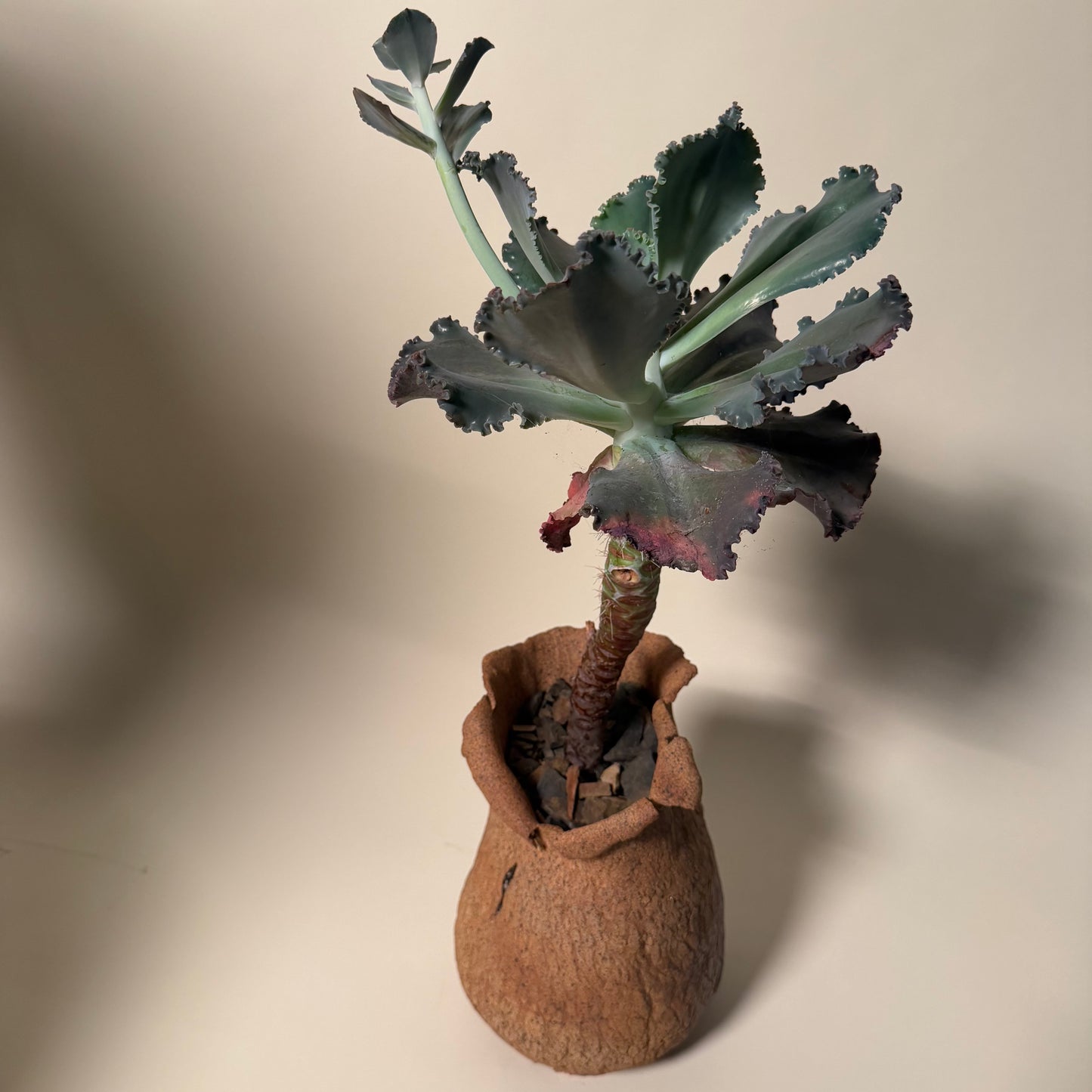 Echeveria Etna Cactus in Hand Crafted Ceramic Vessel
