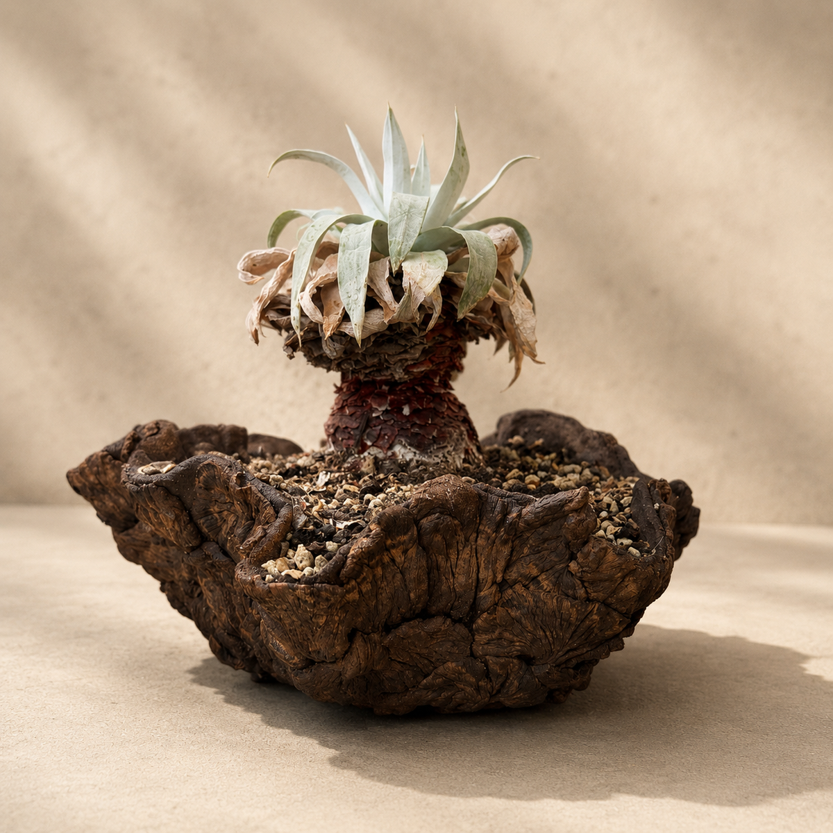 Dudleya Brittonii Cactus in Hand Crafted Ceramic Vessel