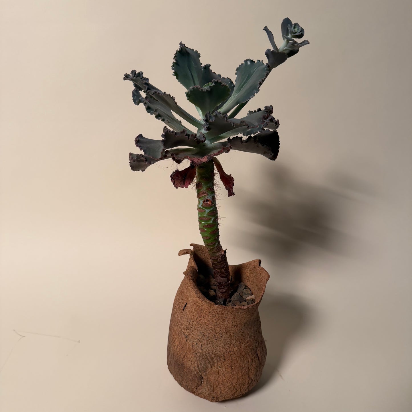 Echeveria Etna Cactus in Hand Crafted Ceramic Vessel