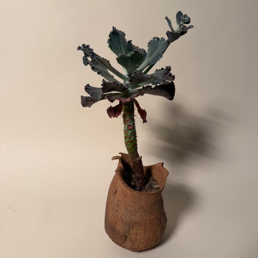 Echeveria Etna Cactus in Hand Crafted Ceramic Vessel