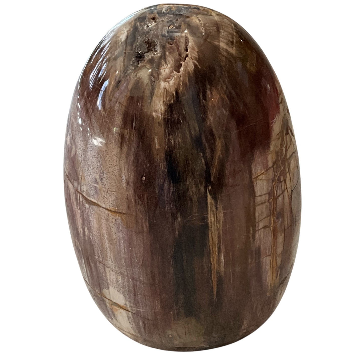 Madagascar Petrified Wood #1