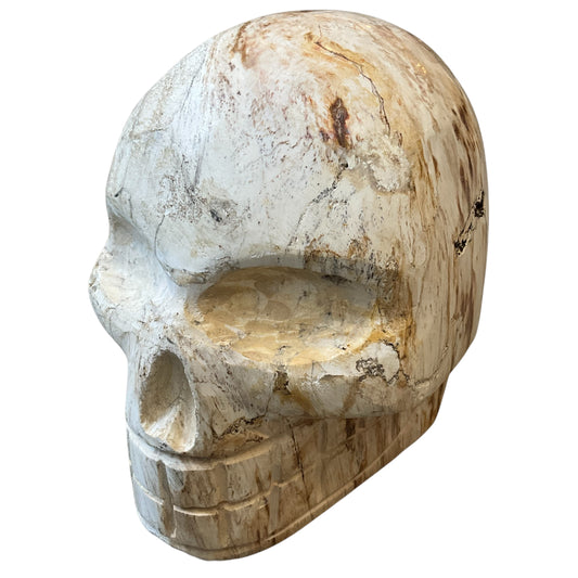 Medium Petrified Wood Carved Skull Sculpture