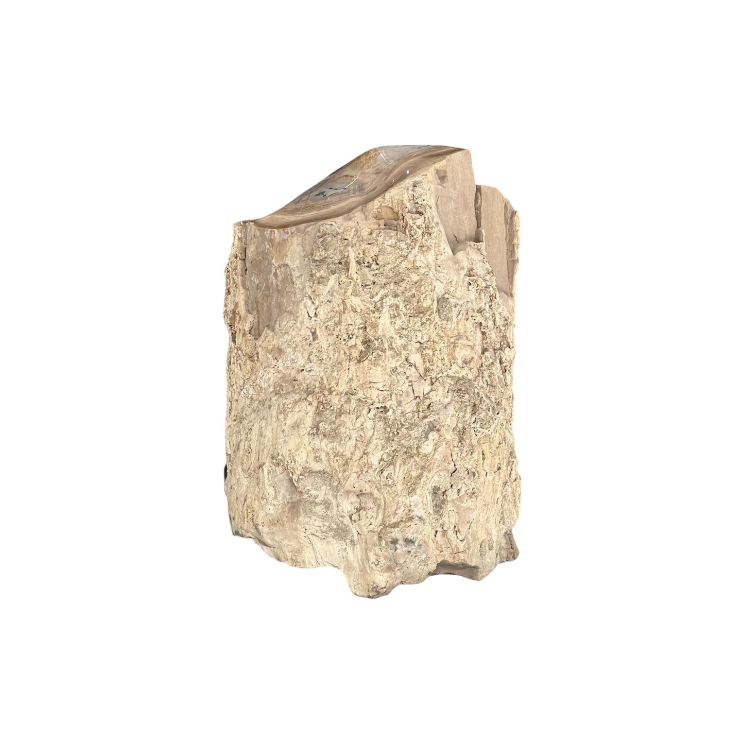 Petrified Sycamore Wood Stump