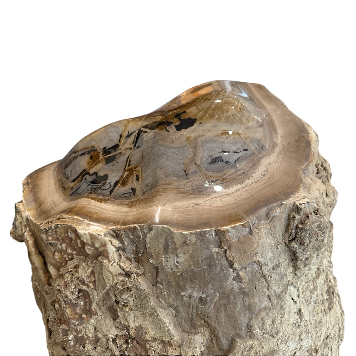 Petrified Sycamore Wood Stump