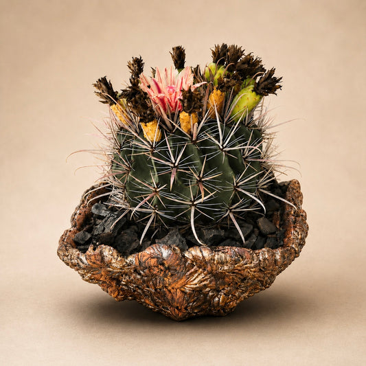 Ferocactus Gracilis v Coloratus in Hand Crafted Ceramic Vessel