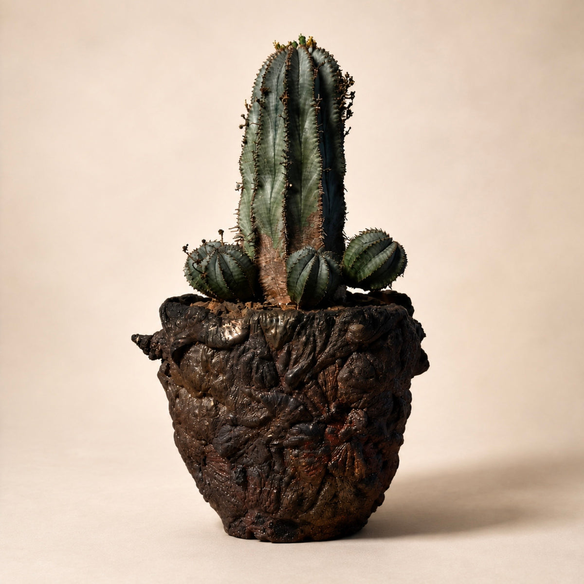 Euphorbia Polygona Cactus in Hand Crafted Ceramic Vessel