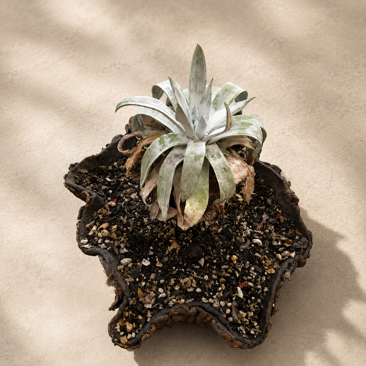 Dudleya Brittonii Cactus in Hand Crafted Ceramic Vessel
