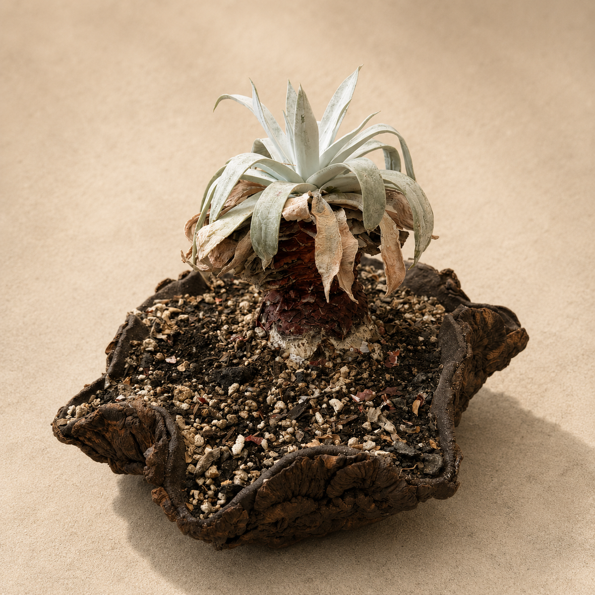 Dudleya Brittonii Cactus in Hand Crafted Ceramic Vessel