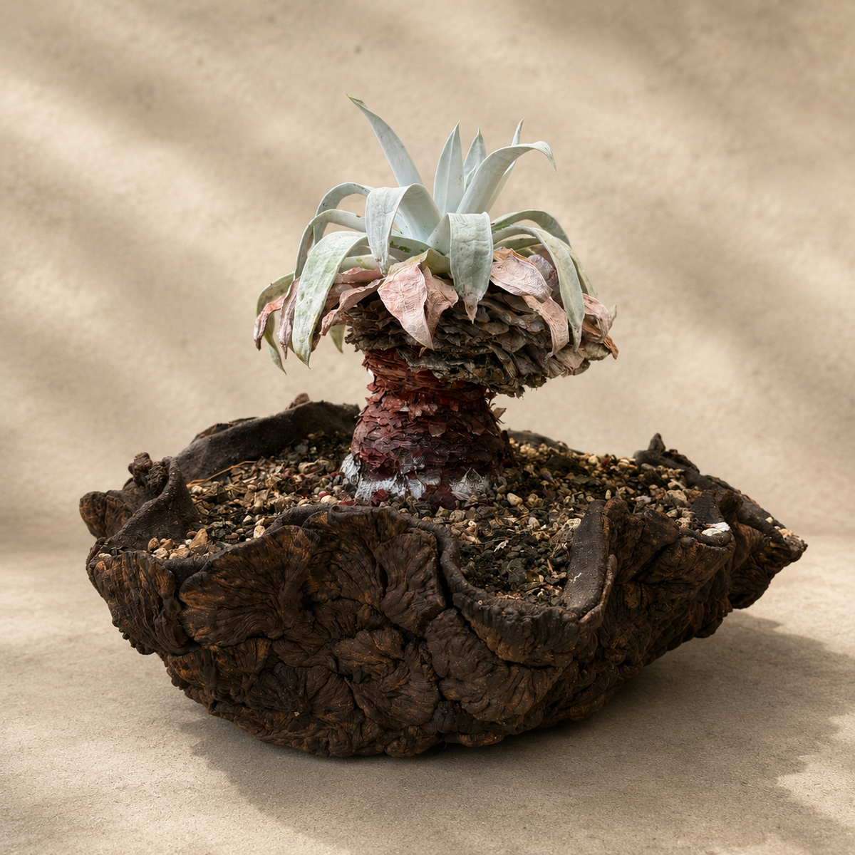 Dudleya Brittonii Cactus in Hand Crafted Ceramic Vessel