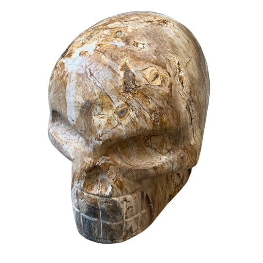 Medium Tan Petrified Wood Carved Skull Sculpture
