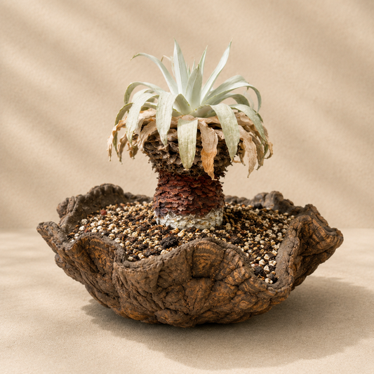 Dudleya Brittonii Cactus in Hand Crafted Ceramic Vessel