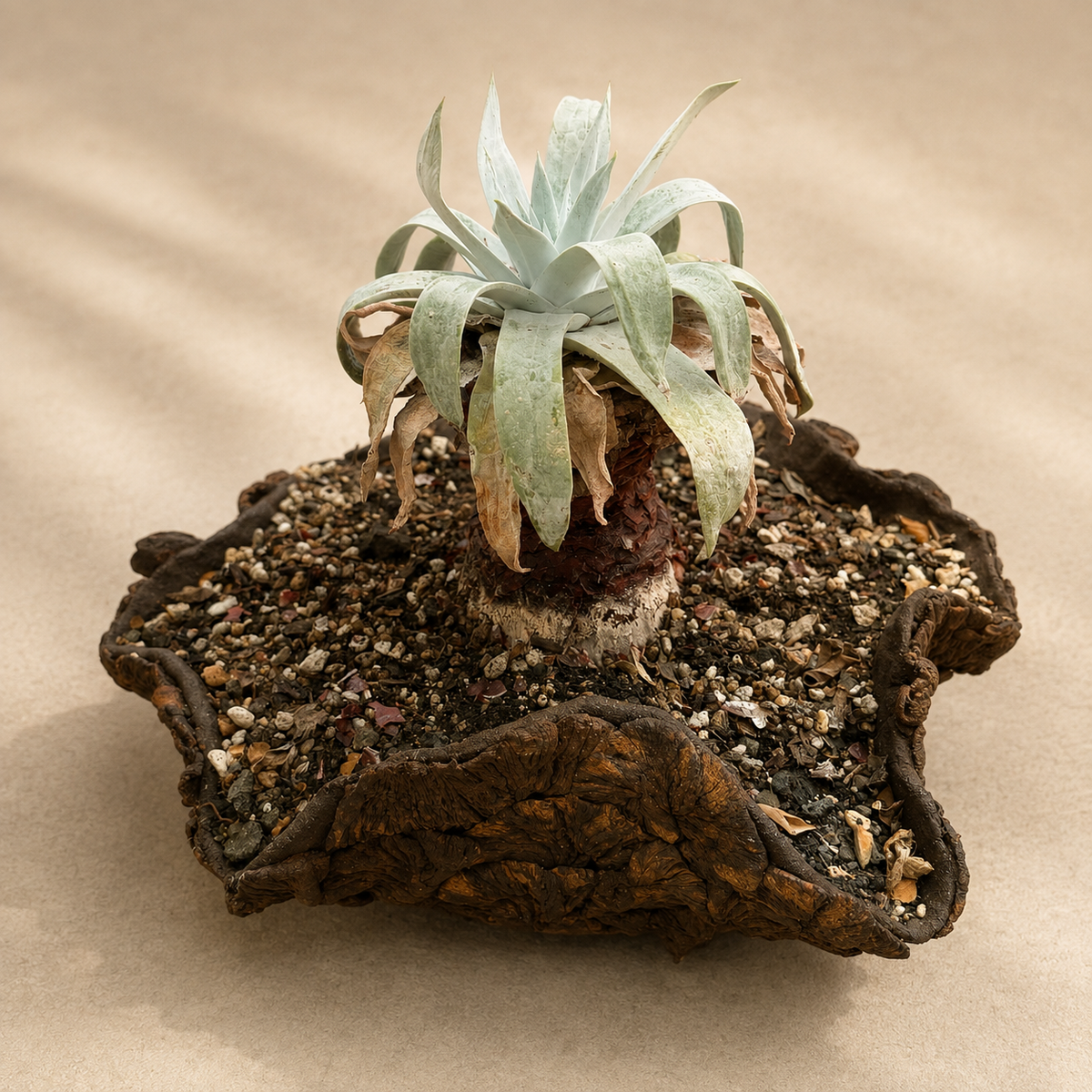 Dudleya Brittonii Cactus in Hand Crafted Ceramic Vessel