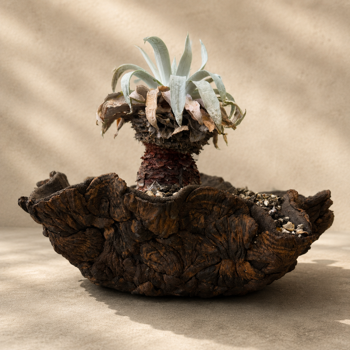 Dudleya Brittonii Cactus in Hand Crafted Ceramic Vessel