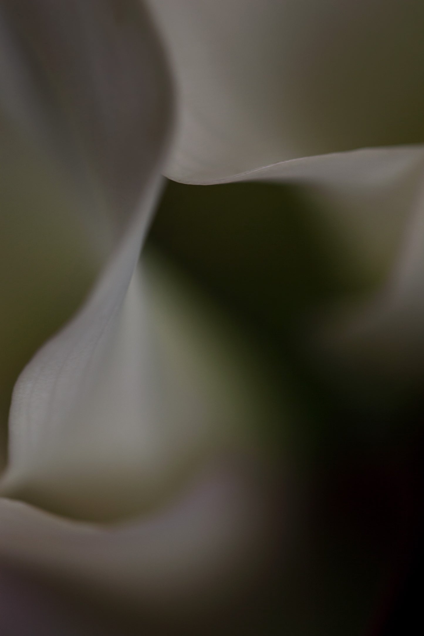 Mark Hanauer Limited Edition Botanical Floral Photograph