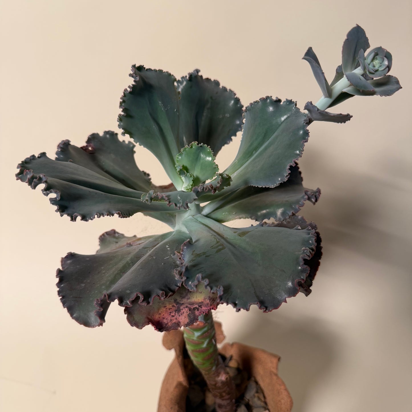 Echeveria Etna Cactus in Hand Crafted Ceramic Vessel