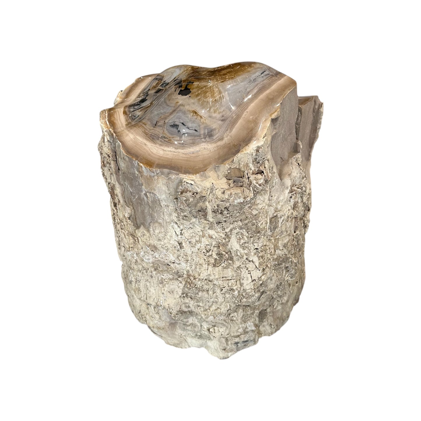 Petrified Sycamore Wood Stump