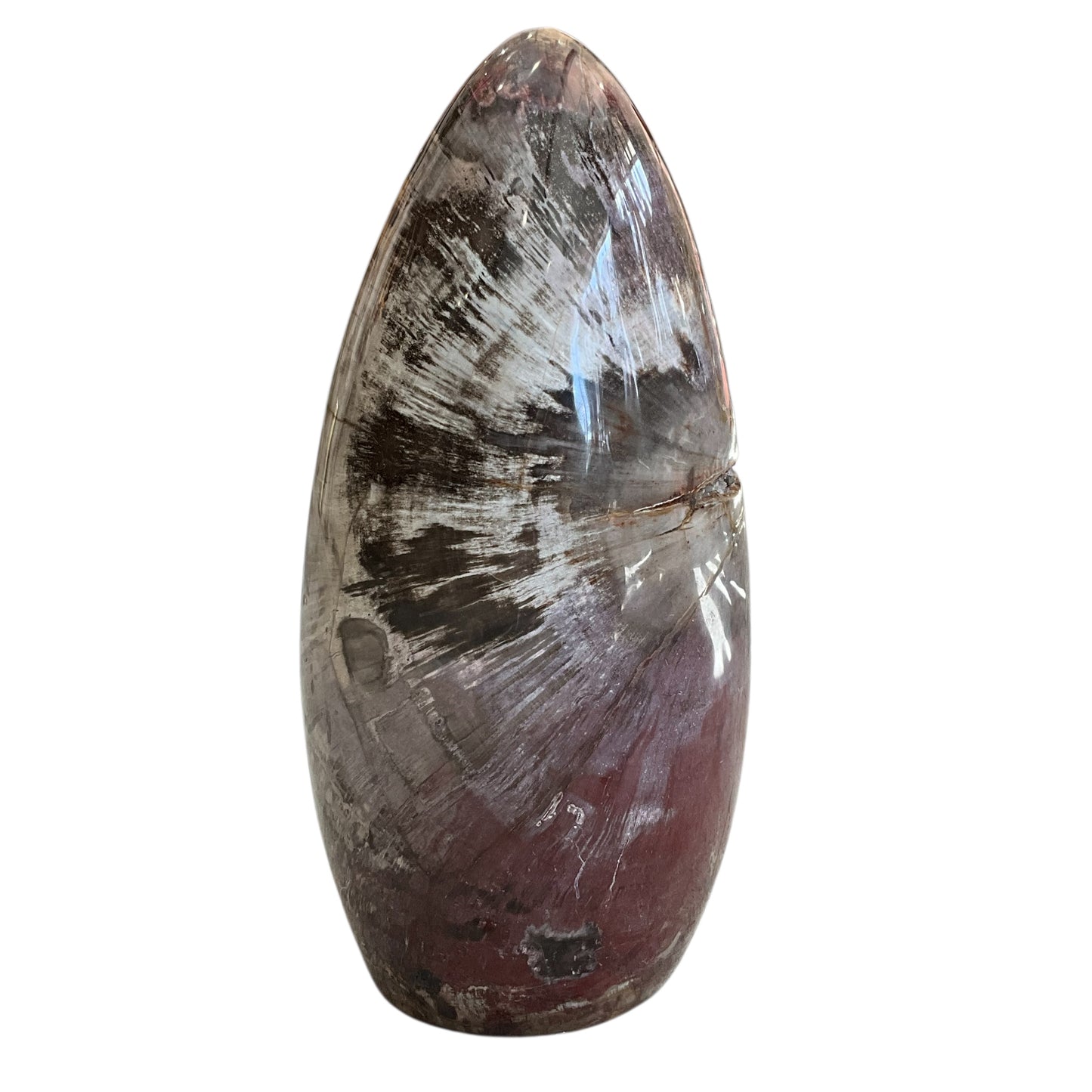 Madagascar Petrified Wood #3