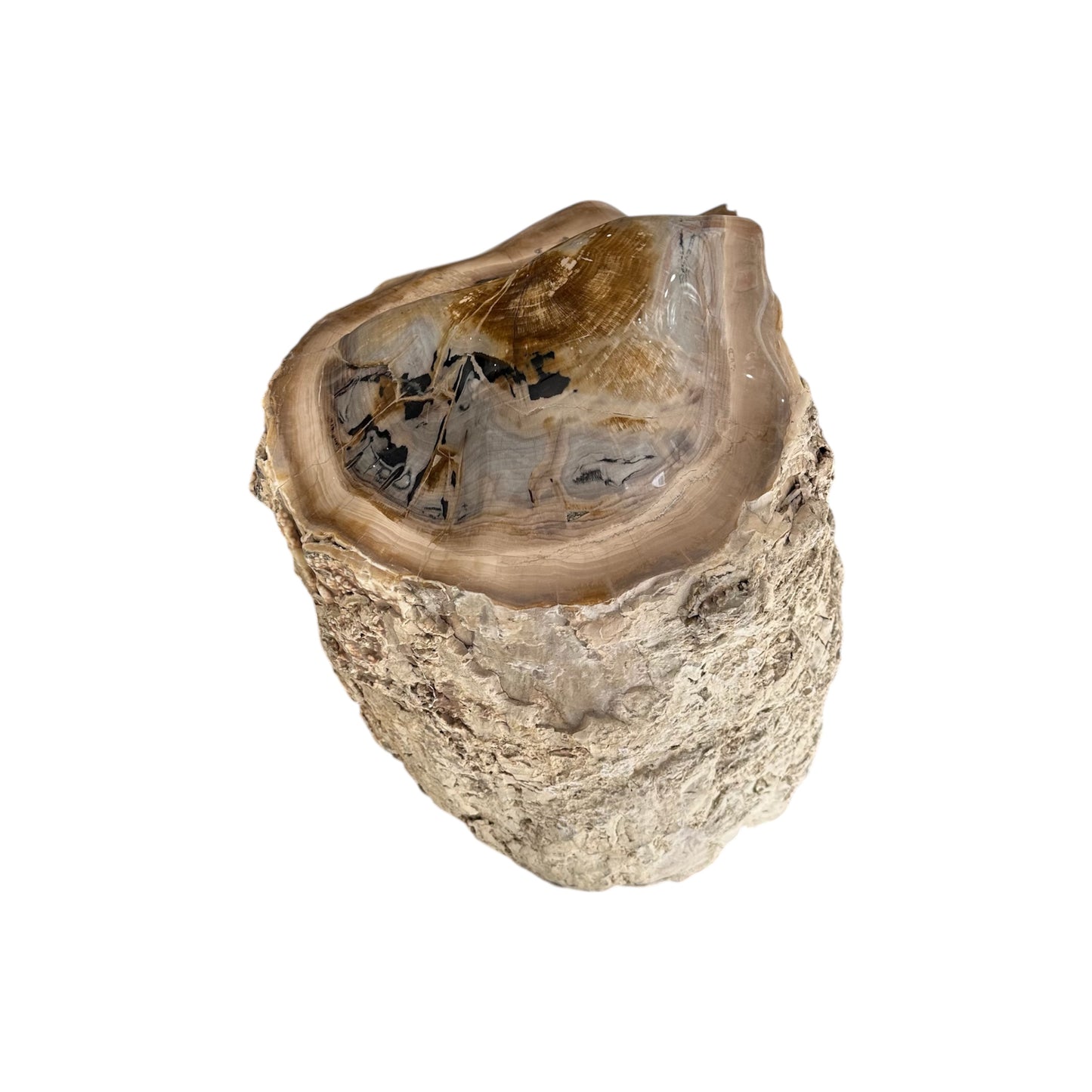 Petrified Sycamore Wood Stump