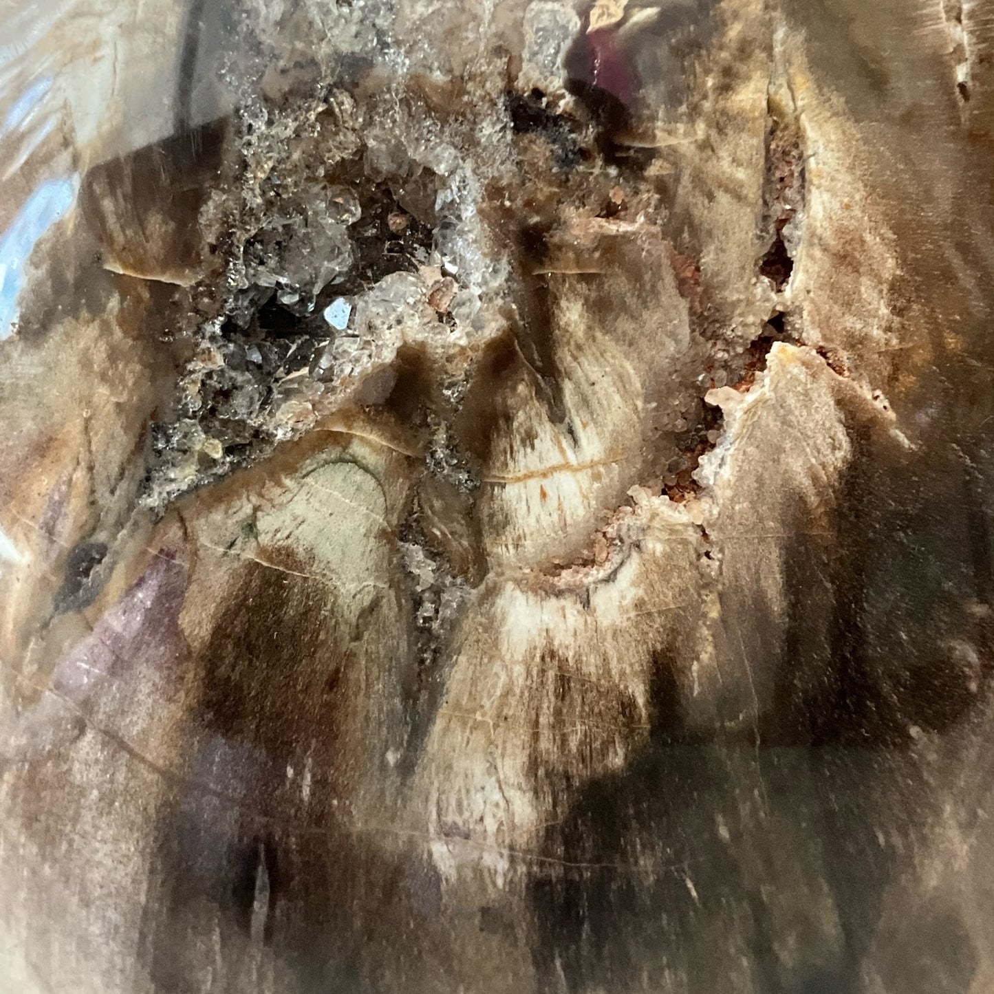 Madagascar Petrified Wood #1