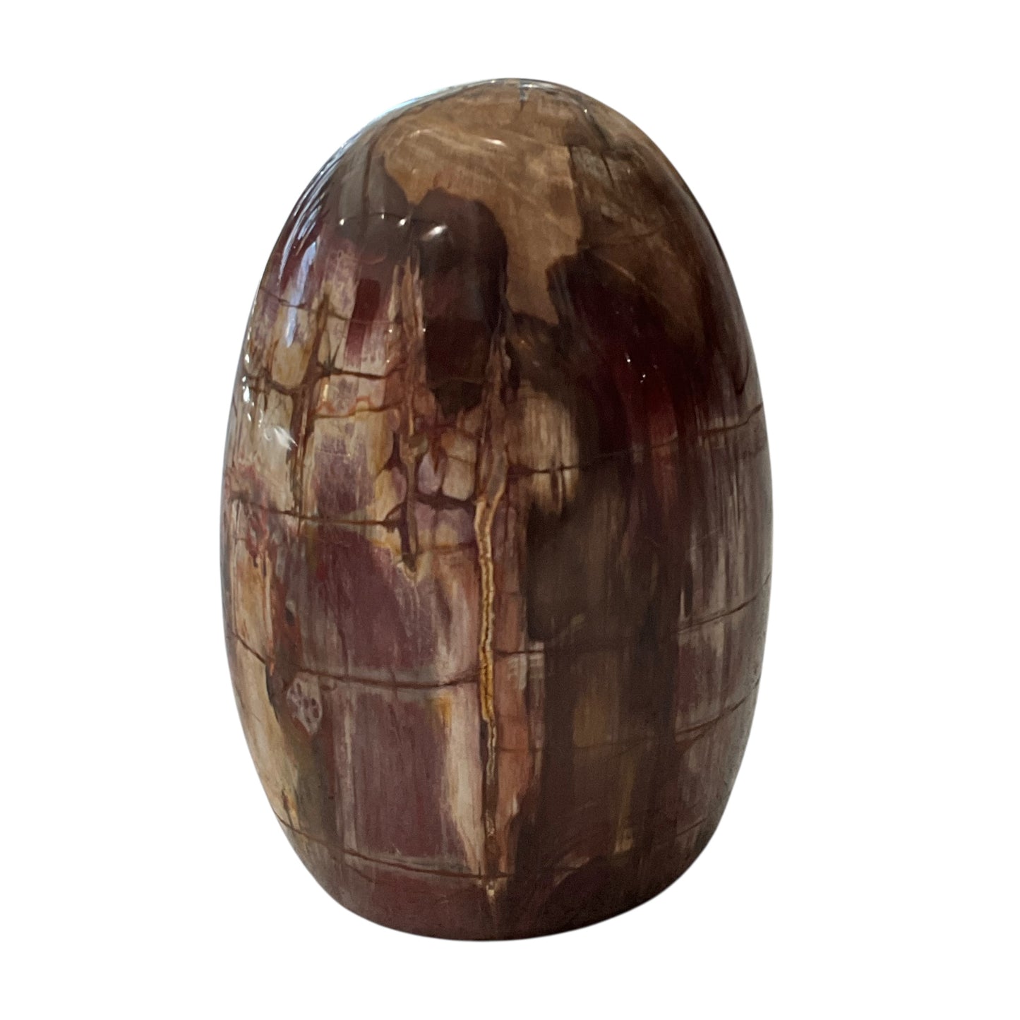 Madagascar Petrified Wood #1