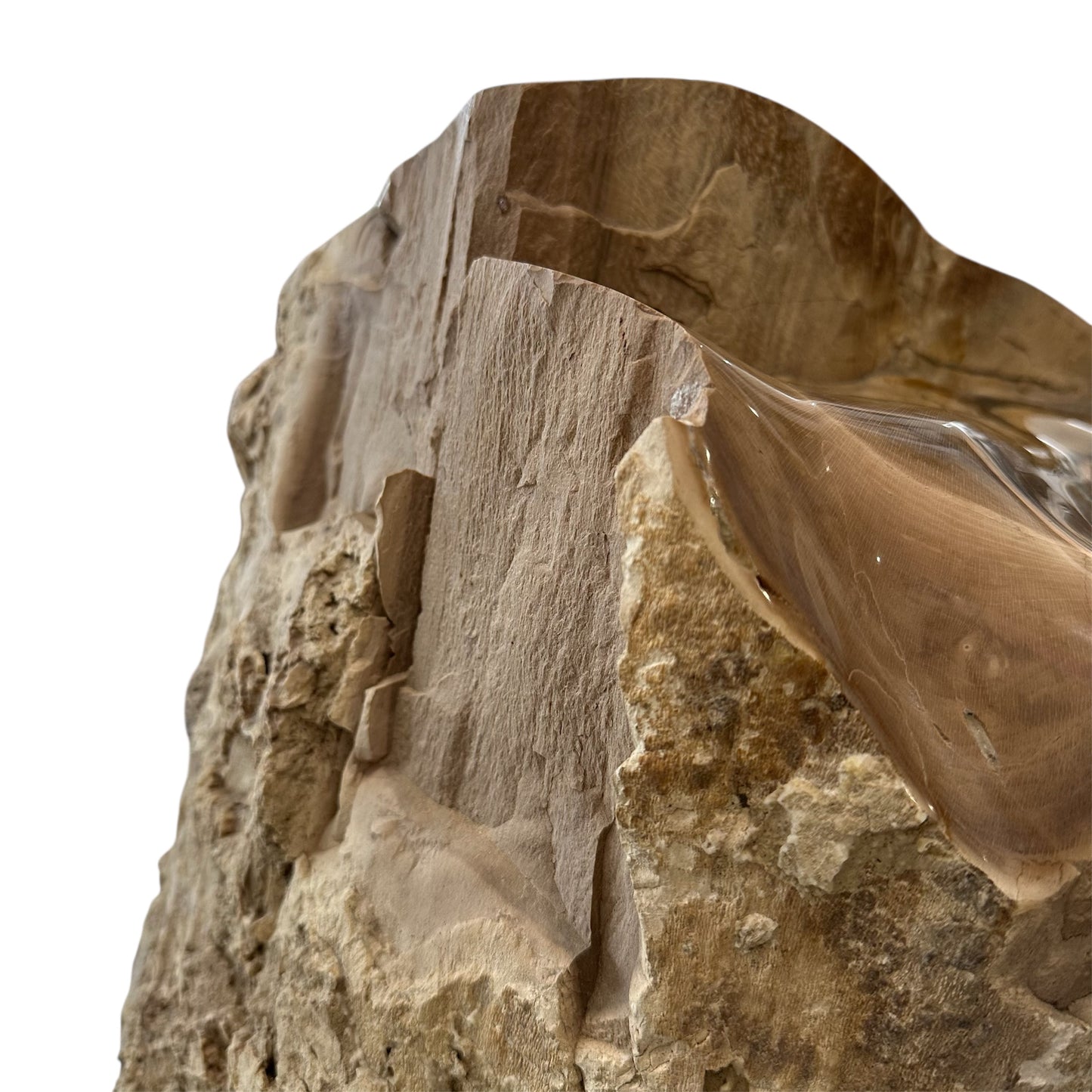 Petrified Sycamore Wood Stump