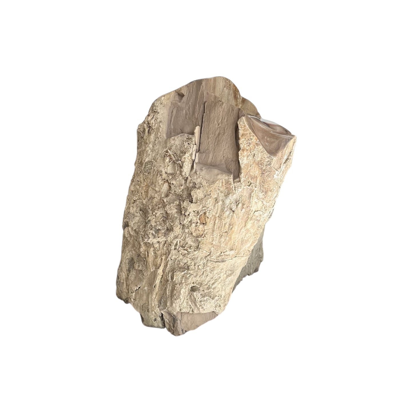 Petrified Sycamore Wood Stump
