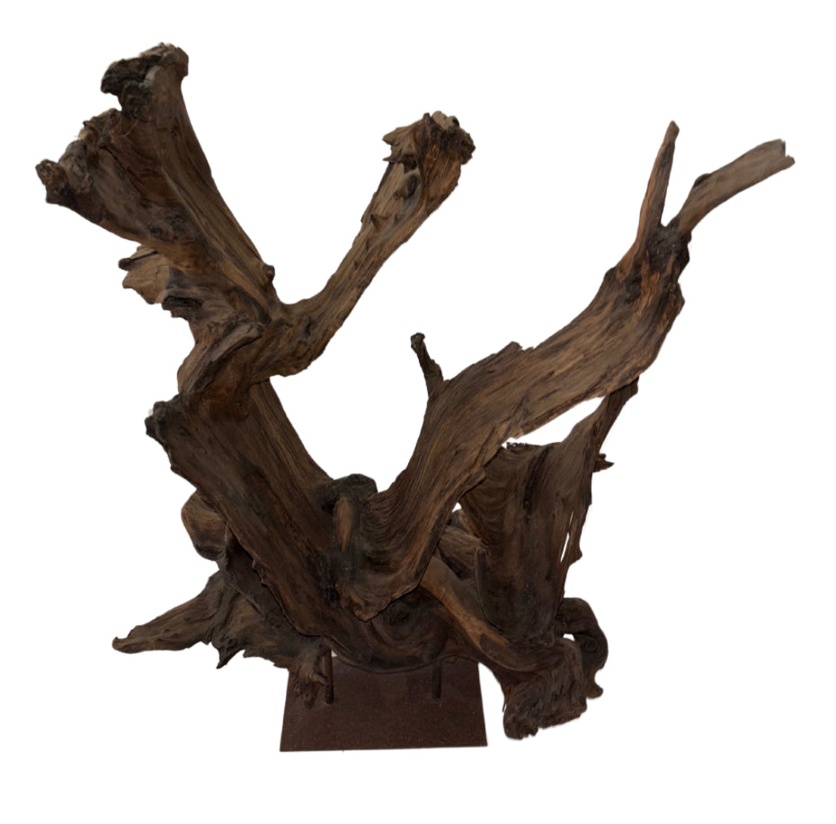 Kazu Root Sculpture on Metal Stand