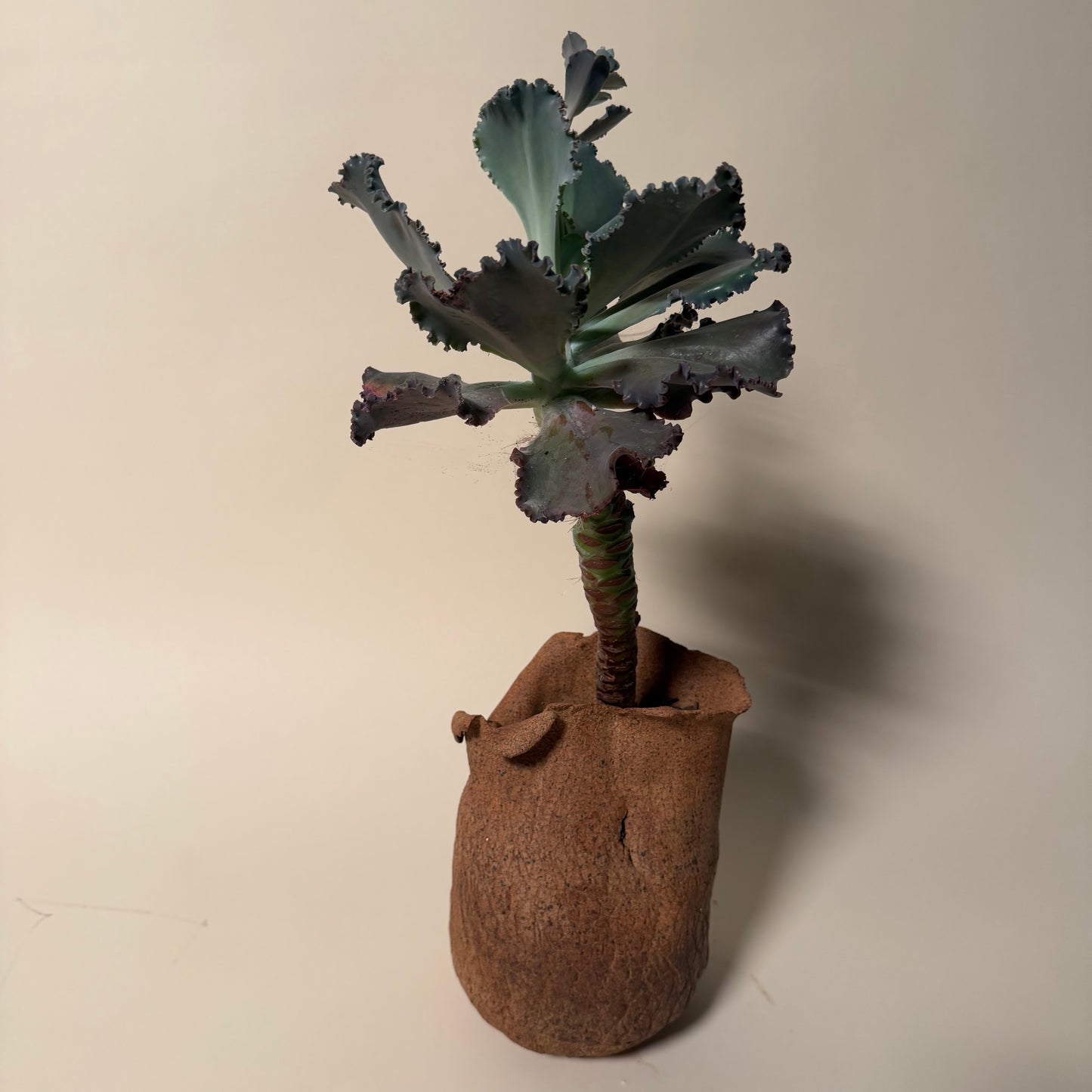 Echeveria Etna Cactus in Hand Crafted Ceramic Vessel