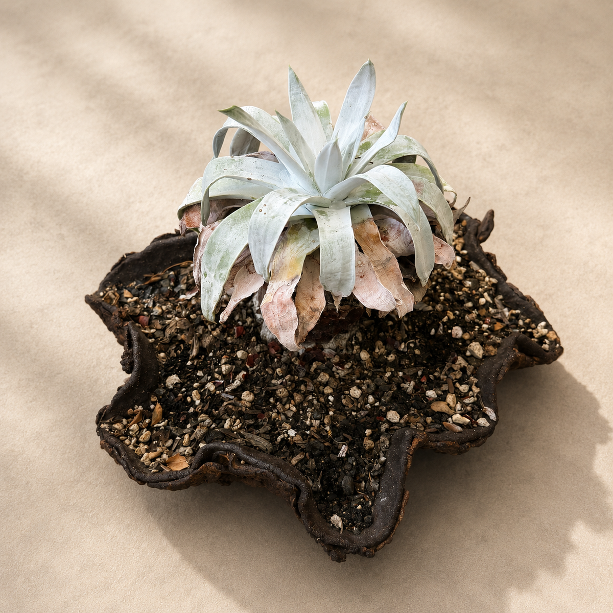 Dudleya Brittonii Cactus in Hand Crafted Ceramic Vessel