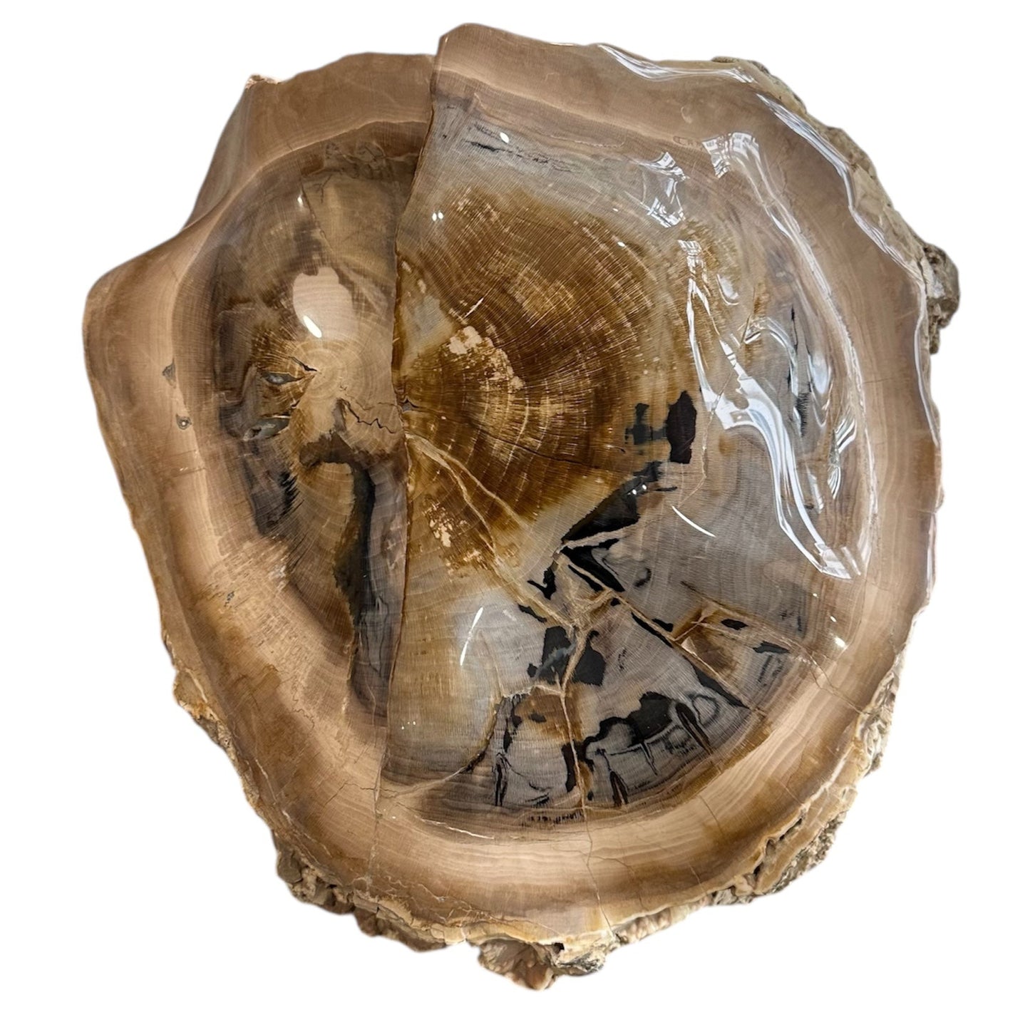 Petrified Sycamore Wood Stump
