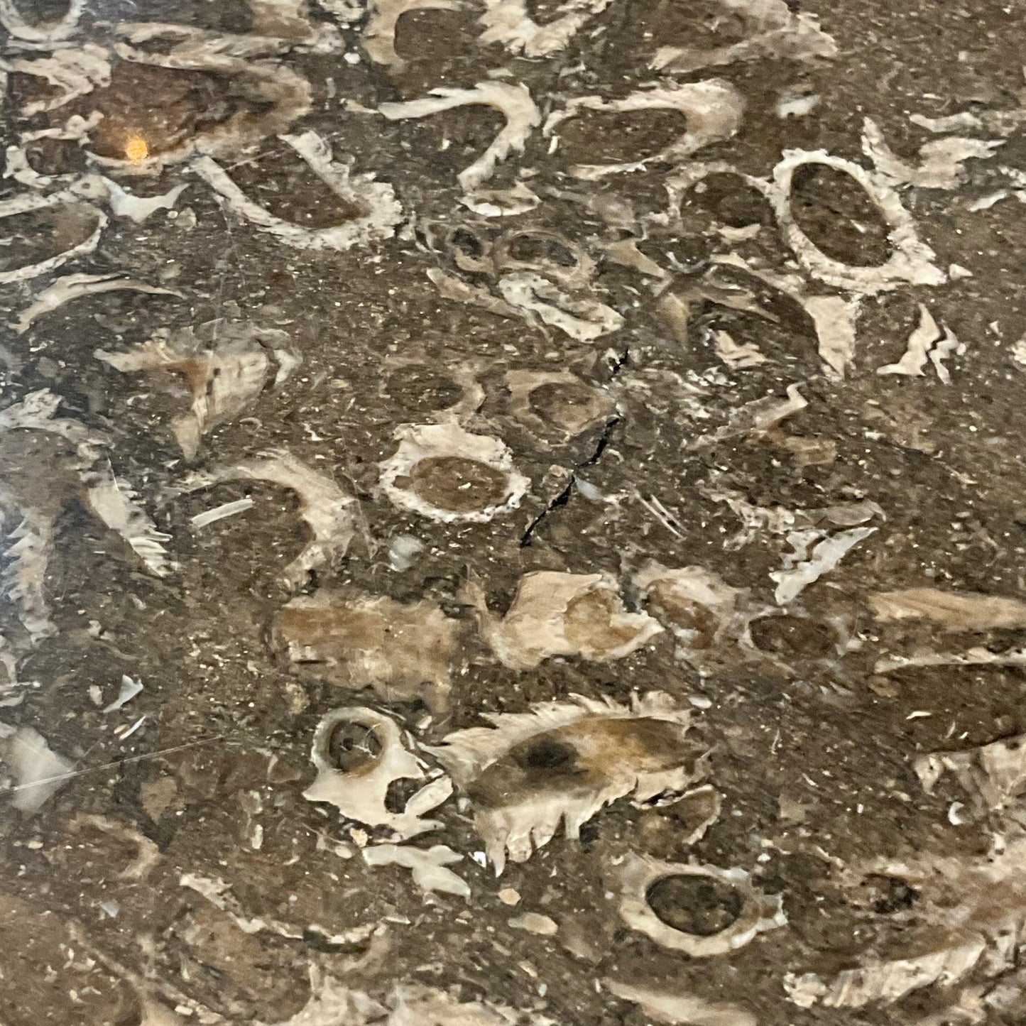 Pace Collection Fossilized Marble Coffee Table with Chrome Legs