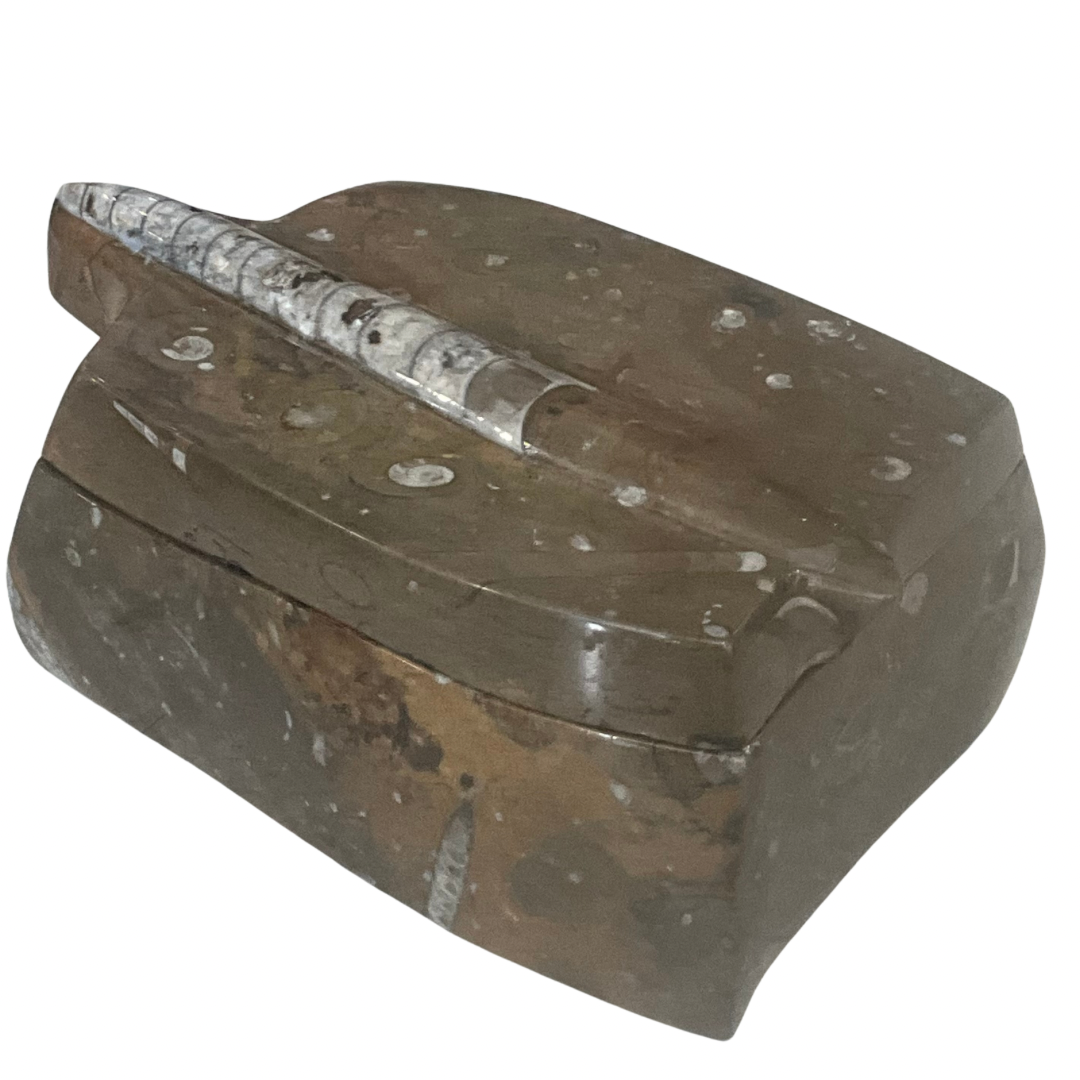 Orthoceras Fossil Keepsake Box with Lid