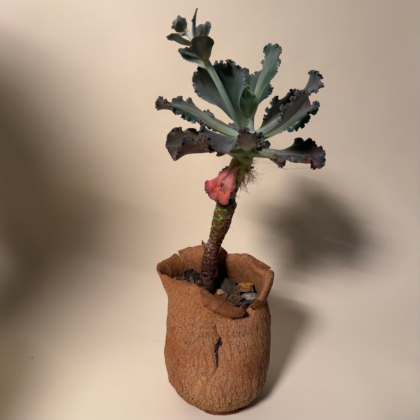 Echeveria Etna Cactus in Hand Crafted Ceramic Vessel