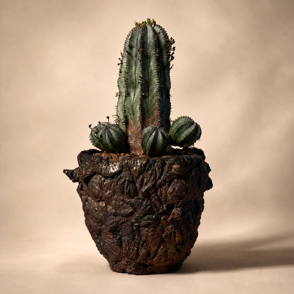 Euphorbia Polygona Cactus in Hand Crafted Ceramic Vessel