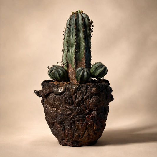 Euphorbia Polygona Cactus in Hand Crafted Ceramic Vessel