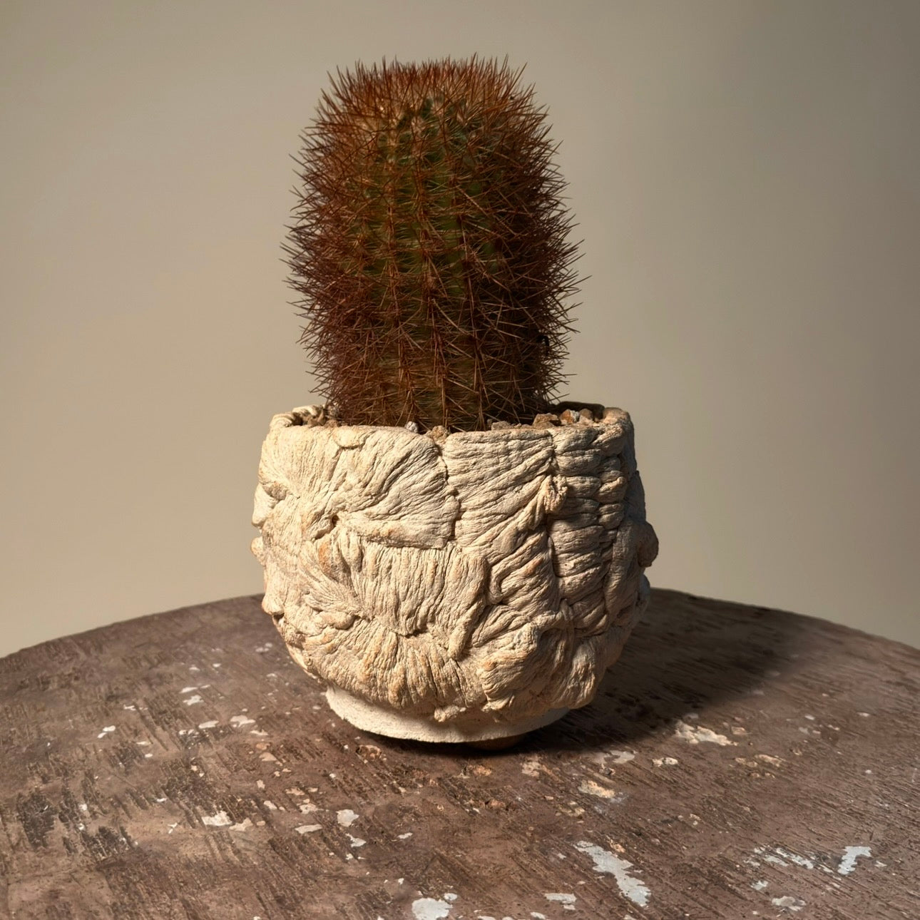 Parodia Aureicentra Cactus in Hand Crafted Ceramic Vessel
